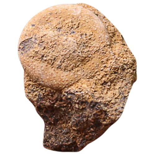 Ciieeo 1Stück Fossiles Simulationsmodell Seeigel Desktop Ornament Für Unterrichtsmaterialien Paläontologie Dekoartikel Für Sammler Bildungszwecke Versteinerte von Ciieeo