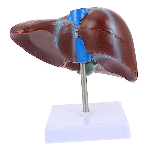 Ciieeo 1Stück Medizinisches Anatomisches Lebermodell mit Basis Lebermodell für Lehrzwecke Schule Universität Hochwertiges Langlebig Praktisch für Medizinische Ciieeo 1Stück Medizinisches Anatomisches Lebermodell mit Basis Lebermodell für Lehrzwecke Schule Universität Hochwertiges Langlebig Praktisch für Medizinische von Ciieeo