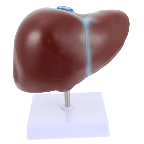 Ciieeo 1Stück Menschliches Anatomisches Modell Mit Basis Hochwertiges Langlebiges Lehrmittel Für Physiologie Medizinischen Einrichtungen Detailgetreu von Ciieeo
