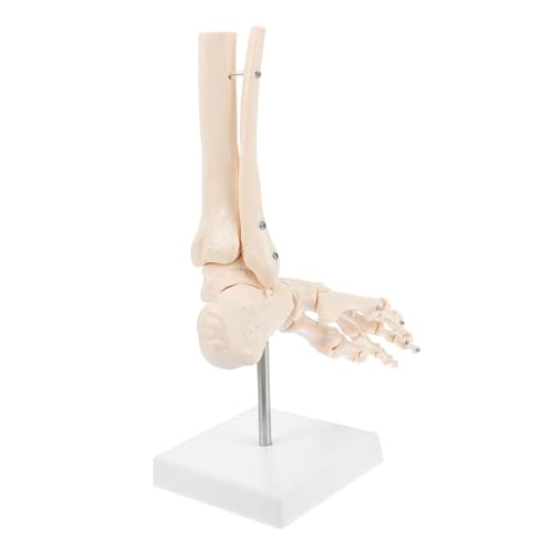 Ciieeo 1Stück Menschliches Fußgelenk Skelettmodell Anatomisches Kunststoffmodell Für Medizinische Studien Kunstreferenz Dekoration Stand Ciieeo 1Stück Menschliches Fußgelenk Skelettmodell Anatomisches Kunststoffmodell Für Medizinische Studien Kunstreferenz Dekoration Stand von Ciieeo