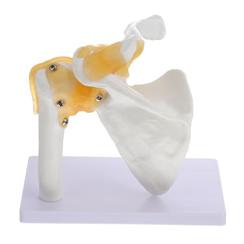 Ciieeo 1Stück Schultergelenkmodell aus Hochwertigem Anatomisches Modell für Unterricht Robust und Langlebig für Medizinische Ausbildung und Physiologieunterricht Ciieeo 1Stück Schultergelenkmodell aus Hochwertigem Anatomisches Modell für Unterricht Robust und Langlebig für Medizinische Ausbildung und Physiologieunterricht von Ciieeo