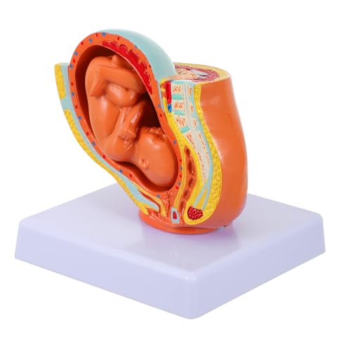 Ciieeo 1Stück Weibliches Fötusmodell Schwangerschafts Embryo Darstellung Für Medizinische Ausbildung Anatomisches Modell Mit Realistischen Details Ciieeo 1Stück Weibliches Fötusmodell Schwangerschafts Embryo Darstellung Für Medizinische Ausbildung Anatomisches Modell Mit Realistischen Details von Ciieeo