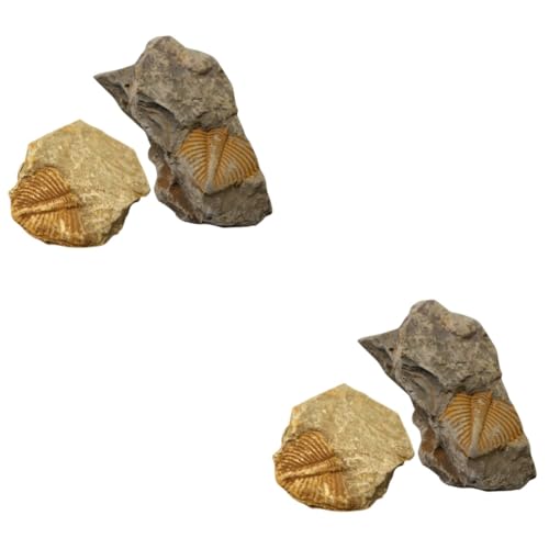 Ciieeo 2 Sätze Trilobiten Fossilien Dekoration Für Versteinerte Trilobiten Exemplare Als Lehrmaterial Für Paläontologie Wissenschaftsunterricht Für Sammler Zur Raumdekoration 2 Stücke * 2 von Ciieeo