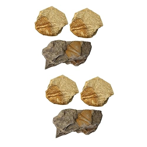 Ciieeo 2 Sätze Trilobiten- Gliederfüßer Gecko-pflanzen Mit Haube Edelstein Schildkrötenhaus Prähistorische Fossilien Dekorative Fossilien Grabset Tischschmuck Sammlung 3 Stück * 2 von Ciieeo