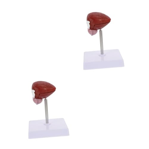 Ciieeo 2 Stck. Blasenanatomie -Modell Anatomisches Modell der Schulblase Biologische Lehre Modell der Harnblase medizinisches anatomisches Modell Anatomiemodell Plastik Ciieeo 2 Stck. Blasenanatomie -Modell Anatomisches Modell der Schulblase Biologische Lehre Modell der Harnblase medizinisches anatomisches Modell Anatomiemodell Plastik von Ciieeo