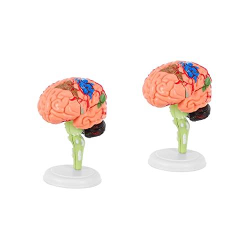 Ciieeo 2 Stck. Gehirnmodell Anatomiemodell Übereinstimmen Modell Des Menschlichen Gehirns Anatomie -modelle Hirnfigurmodell Realistisches Menschliches Gehirn Modell Anatomie Pvc Ciieeo 2 Stck. Gehirnmodell Anatomiemodell Übereinstimmen Modell Des Menschlichen Gehirns Anatomie -modelle Hirnfigurmodell Realistisches Menschliches Gehirn Modell Anatomie Pvc von Ciieeo