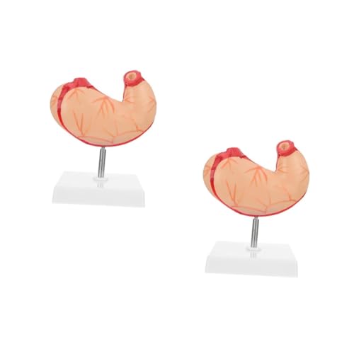 Ciieeo 2 Stck. Magen -anatomie -modell Realistisch Skelett Anatomiemodell Anatomisch Magenmodell Wirbelsäule Demonstrationsgeräte Für Den Unterricht Plastik Ciieeo 2 Stck. Magen -anatomie -modell Realistisch Skelett Anatomiemodell Anatomisch Magenmodell Wirbelsäule Demonstrationsgeräte Für Den Unterricht Plastik von Ciieeo