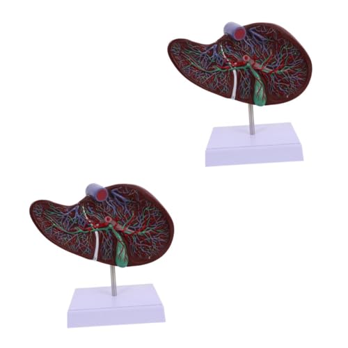 Ciieeo 2 Stück Anatomisches Modell der Leber anatomisches Lebermodell Lehre menschlich Gallenblasenmodell Gallenmodell -Lebermodell medizinisches Lebermodell anzeigen Plastik von Ciieeo