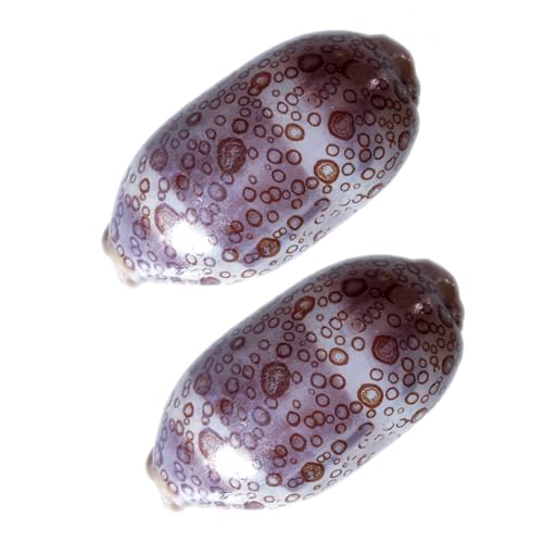 Ciieeo 2 Stück Muscheldekorationen für Aquarien und Terrarien Kleine Muscheln für Kreative Bastelprojekte und Strand Themenpartys Zufällige Farben Vielseitig Einsetzbar Ciieeo 2 Stück Muscheldekorationen für Aquarien und Terrarien Kleine Muscheln für Kreative Bastelprojekte und Strand Themenpartys Zufällige Farben Vielseitig Einsetzbar von Ciieeo