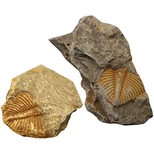 Ciieeo 2 Stück Trilobiten Fossilien Paläontologische Lehrmittel für Unterricht und Dekoration für Kindergeburtstage Partys und Bildungszwecke von Ciieeo