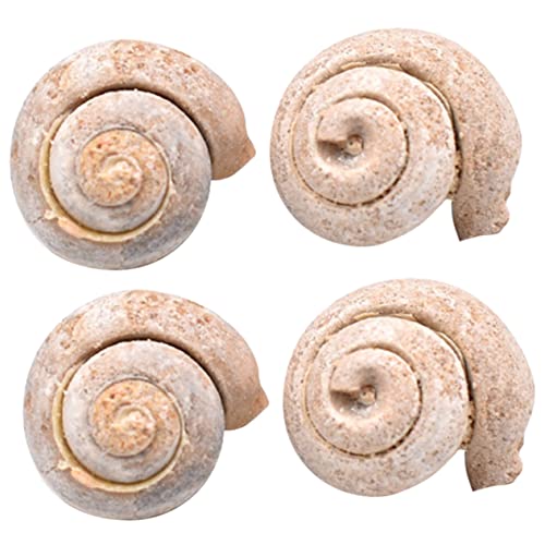 Ciieeo 4Stücke Schneckenfossil Lehrmittel Paleontologie Fossilien Modell zur Unterstützung Des Unterrichts Kreativität für Geeignet für Bildungsprojekte und Dekoration Ciieeo 4Stücke Schneckenfossil Lehrmittel Paleontologie Fossilien Modell zur Unterstützung Des Unterrichts Kreativität für Geeignet für Bildungsprojekte und Dekoration von Ciieeo
