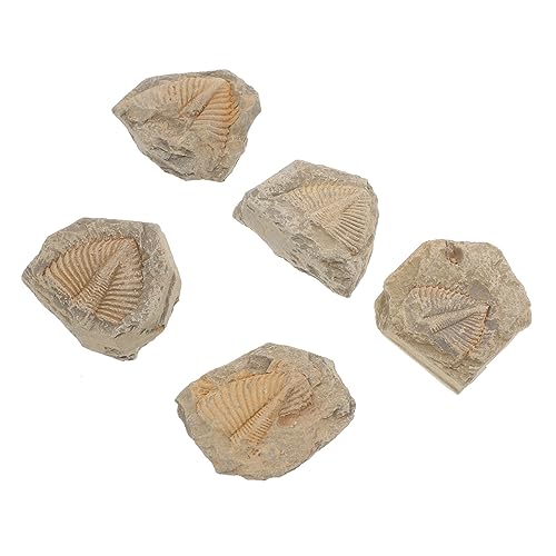Ciieeo 5 Stück Trilobit fossiler Exemplar Dekorationen Probe Trilobit Skelett Trilobiten-Modell Gliederfüßer Trilobiten-Schmuck Lehrmittel Kinderspielzeug Schüler unterrichten von Ciieeo