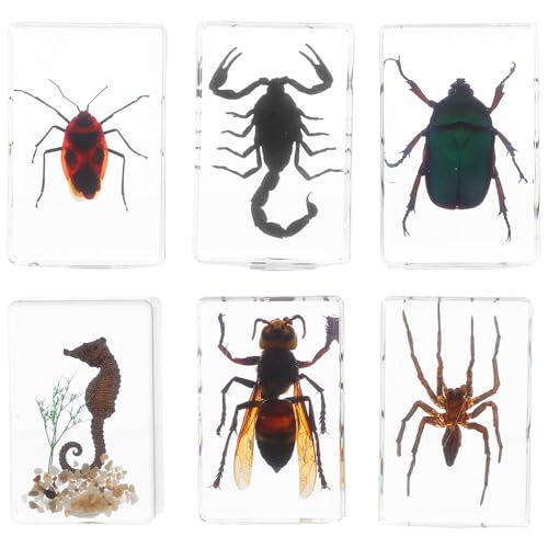 Ciieeo 6 Stück Insekten aus Kunstharz: Probensammlung – Konservierte, Tier-Briefbeschwerer für den naturwissenschaftlichen Unterricht, Biologie, Unterrichtsmaterialien von Ciieeo