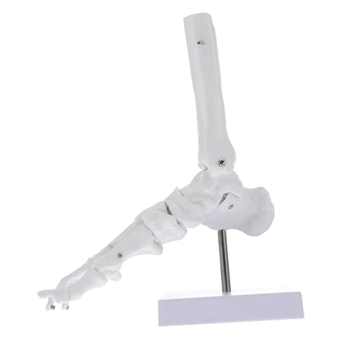 Ciieeo Anatomisches Fußgelenkmodell aus Menschliches Skelettmodell für Lehrzwecke für Chiropraktiker und Orthopäden zur Patientenaufklärung und Studium Ciieeo Anatomisches Fußgelenkmodell aus Menschliches Skelettmodell für Lehrzwecke für Chiropraktiker und Orthopäden zur Patientenaufklärung und Studium von Ciieeo