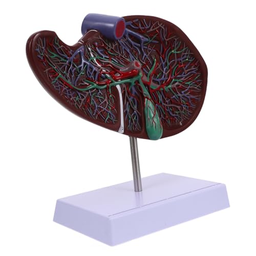 Ciieeo Anatomisches Lebermodell Lehrmodell für Medizinische Ausbildung Detailliertes Modell Menschlichen mit Basis für Physiologieunterricht Ciieeo Anatomisches Lebermodell Lehrmodell für Medizinische Ausbildung Detailliertes Modell Menschlichen mit Basis für Physiologieunterricht von Ciieeo