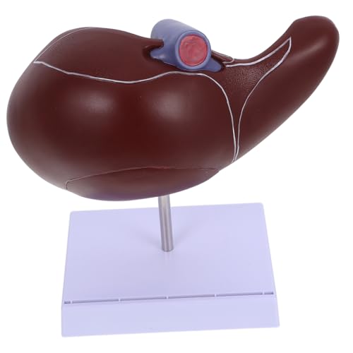 Ciieeo Anatomisches Modell Der Leber Lehre 3d-lebermodell Anatomisches Lebermodell Schulanzeige Menschliche Leber Menschliche Anatomie Lebermodell Des Menschlichen Körpers Plastik von Ciieeo