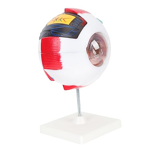 Ciieeo Augenmodell Anatomie -modelle Anatomiemodell Des Menschlichen Augapfels Medizinisches Augapfelmodell Augapfel-modell Vergrößertes Augapfelmodell Menschliches Auge Modell Pvc Ciieeo Augenmodell Anatomie -modelle Anatomiemodell Des Menschlichen Augapfels Medizinisches Augapfelmodell Augapfel-modell Vergrößertes Augapfelmodell Menschliches Auge Modell Pvc von Ciieeo
