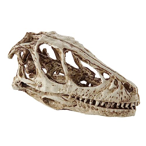 Ciieeo Dinosaurier Schädel Modell aus Resin Simuliertes Skelett für Bildung und Deko für Dinosaurier Fans und Sammler Realistisches Lehrmittel mit Details für Zuhause und Unterricht Ciieeo Dinosaurier Schädel Modell aus Resin Simuliertes Skelett für Bildung und Deko für Dinosaurier Fans und Sammler Realistisches Lehrmittel mit Details für Zuhause und Unterricht von Ciieeo