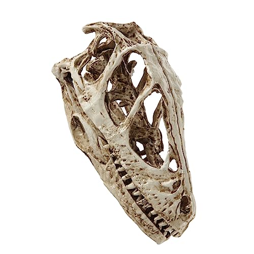 Ciieeo Dinosaurier Schädelmodell Aus Realistisches Skelettmodell Für Sammler Deko Für Zuhause Bildungszwecke Detailreich Pädagogisch von Ciieeo