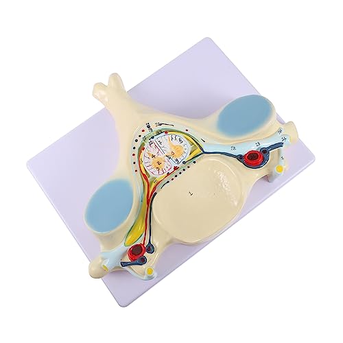 Ciieeo Enlargiertes Modell Halswirbelsäule Anatomisches Modell mit Fünfter Halswirbelstruktur Detaillierte Darstellung für Medizinische Schulungen Demonstrationen Robustes Material von Ciieeo