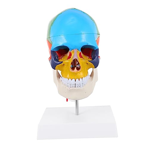 Ciieeo Farbiges Schädelmodell schaufensterpuppe Kopfmodell des menschlichen Schädels Unterrichten des menschlichen Schädelmodells Anatomie des Schädelmodells abnehmbares Schädelmodell PVC Ciieeo Farbiges Schädelmodell schaufensterpuppe Kopfmodell des menschlichen Schädels Unterrichten des menschlichen Schädelmodells Anatomie des Schädelmodells abnehmbares Schädelmodell PVC von Ciieeo