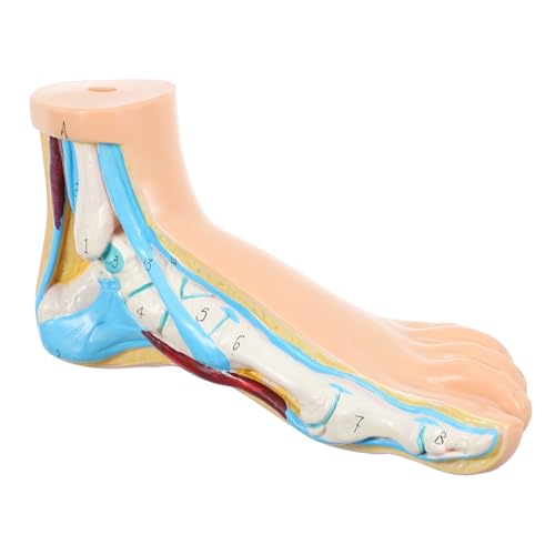 Ciieeo Fußanatomie Modell aus Langlebigem Vinyl für Anatomieunterricht Realistische Details für Lebensechte Erfahrungen Praktisch für Medizinstudien Ciieeo Fußanatomie Modell aus Langlebigem Vinyl für Anatomieunterricht Realistische Details für Lebensechte Erfahrungen Praktisch für Medizinstudien von Ciieeo