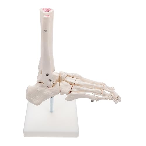 Ciieeo Fußgelenkmodell Anatomisches Modell Des Menschlichen Fußes Knöchels Für Medizinische Studien Lehrmittel Stand Ohne Bänder von Ciieeo