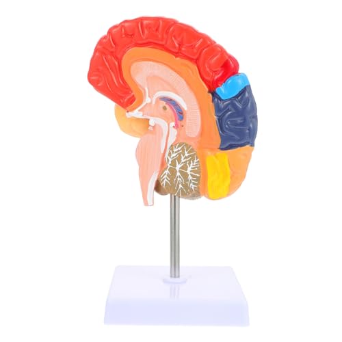 Ciieeo Gehirnlehrmodell detailliertes Gehirnmodell Lehrmodell des menschlichen Gehirns lebendiges Modell des menschlichen Gehirns Praktisches anatomisches Modell des Gehirns PVC Ciieeo Gehirnlehrmodell detailliertes Gehirnmodell Lehrmodell des menschlichen Gehirns lebendiges Modell des menschlichen Gehirns Praktisches anatomisches Modell des Gehirns PVC von Ciieeo