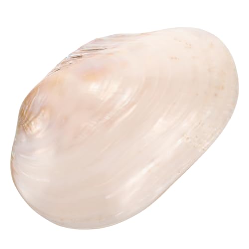 Ciieeo Muschelschalen-Dekoration Groß Natürliche Muscheln Für Aquarium-dekor Muschelschalen-Ornament Für Landschaftsschmuck Ciieeo Muschelschalen-Dekoration Groß Natürliche Muscheln Für Aquarium-dekor Muschelschalen-Ornament Für Landschaftsschmuck von Ciieeo