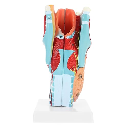 Ciieeo Halsmodell Modell der Halsanatomie Modell des menschlichen Halses anatomischer Apparat PVC Ciieeo Halsmodell Modell der Halsanatomie Modell des menschlichen Halses anatomischer Apparat PVC von Ciieeo