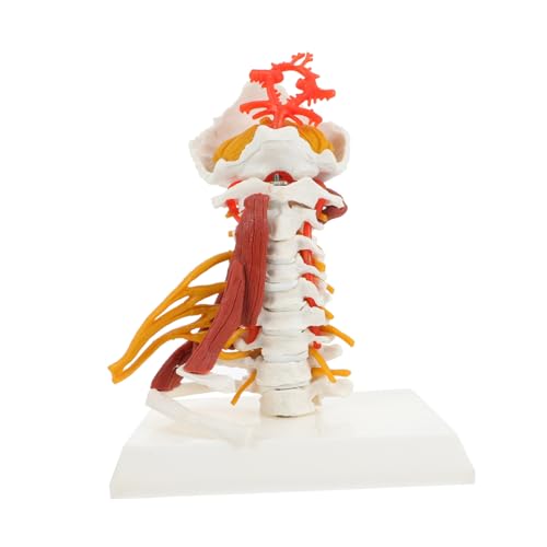 Ciieeo Halswirbelmodell Halswirbelsäulenmodell anzeigen Halswirbel Lehrmodell Halswirbel menschliches Modell zervikales Modell Wirbelsäulenmodelle für die Anatomie Wirbel Modell PVC von Ciieeo