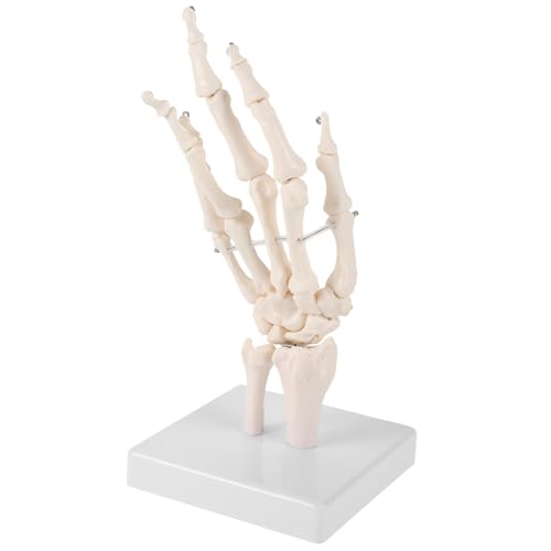 Ciieeo Handknochengelenkmodell Mini-skelette Hände Real Gemeinsam Beweglich Für Form Klein Üben Vergrößert Menschlich Anatomisch Labor-tool Handgelenk Modell Weiß Pvc Ciieeo Handknochengelenkmodell Mini-skelette Hände Real Gemeinsam Beweglich Für Form Klein Üben Vergrößert Menschlich Anatomisch Labor-tool Handgelenk Modell Weiß Pvc von Ciieeo