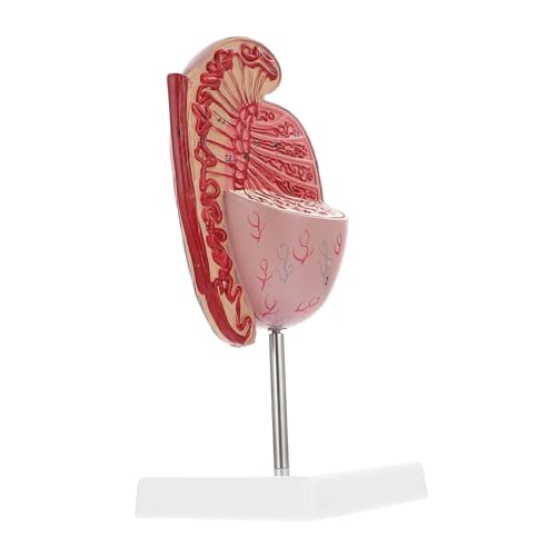Ciieeo Hodenmodell Schaufensterpuppe Anatomie Modelliert Den Menschlichen Körper Anatomisches Modell Menschliche Anatomie Orgelmodelle Anatomiemodell Des Menschlichen Torsos Pvc Ciieeo Hodenmodell Schaufensterpuppe Anatomie Modelliert Den Menschlichen Körper Anatomisches Modell Menschliche Anatomie Orgelmodelle Anatomiemodell Des Menschlichen Torsos Pvc von Ciieeo