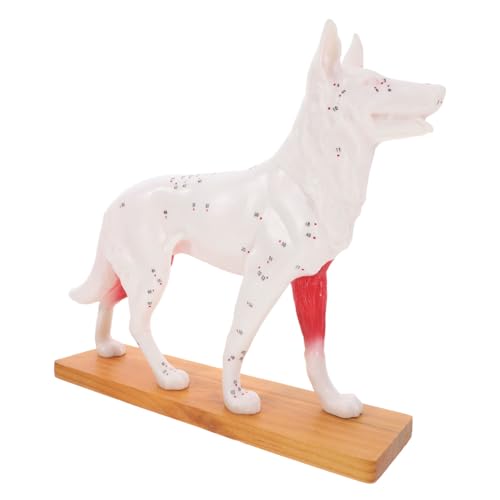 Ciieeo Hund Anatomisches Modell Dog Body Model für Medizinische Ausbildung Detailliertes Lehrmittel zur Akupunktur für Tierärzte Studierende Leicht zu Reinigen Pflegen Ciieeo Hund Anatomisches Modell Dog Body Model für Medizinische Ausbildung Detailliertes Lehrmittel zur Akupunktur für Tierärzte Studierende Leicht zu Reinigen Pflegen von Ciieeo