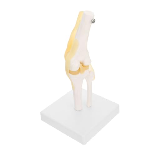 Ciieeo Kniegelenkmodell für Lehrzwecke Anatomisches Modell mit Beweglichen Bändern und Hochwertigem für Anatomische Studien und Demonstrationen Abnehmbarer Basis Ciieeo Kniegelenkmodell für Lehrzwecke Anatomisches Modell mit Beweglichen Bändern und Hochwertigem für Anatomische Studien und Demonstrationen Abnehmbarer Basis von Ciieeo