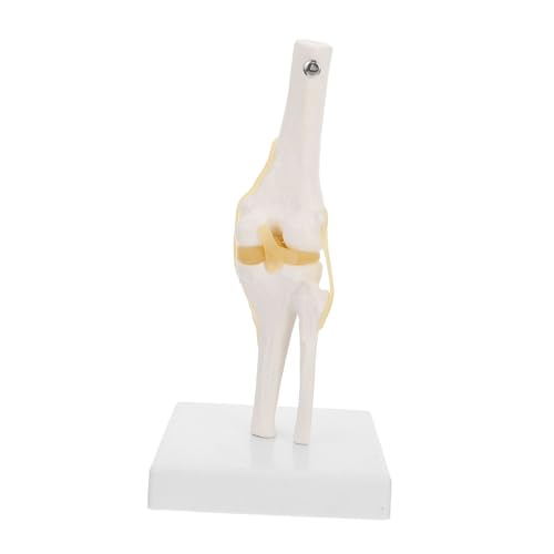 Ciieeo Lebensgröße Anatomisches Modell Für Medizinische Studien Unterricht Hochwertiges Umfassende Kniefunktion Externe Strukturen Ciieeo Lebensgröße Anatomisches Modell Für Medizinische Studien Unterricht Hochwertiges Umfassende Kniefunktion Externe Strukturen von Ciieeo
