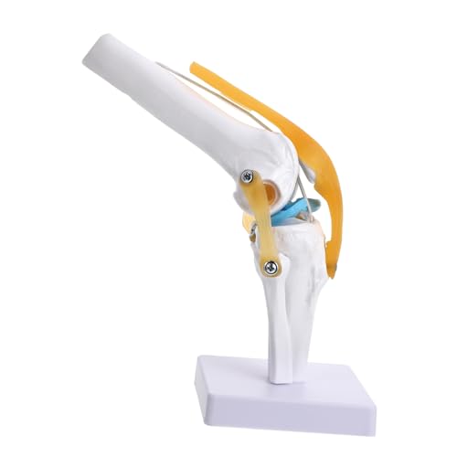 Ciieeo Medizinische Lehre Flexibles Anatomisches Knie Gelenkmodell mit Tibia und Femur Lehrhilfe für Studium und Patientenaufklärung Ciieeo Medizinische Lehre Flexibles Anatomisches Knie Gelenkmodell mit Tibia und Femur Lehrhilfe für Studium und Patientenaufklärung von Ciieeo