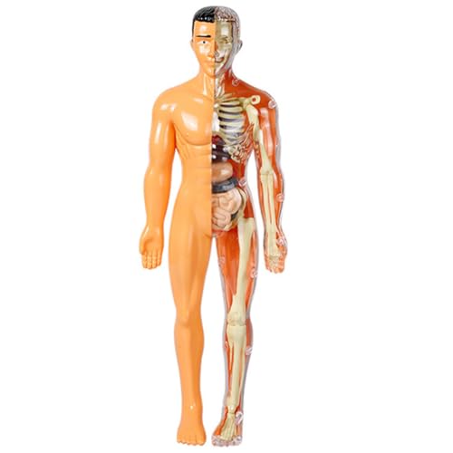 Ciieeo Menschliches Organmodell Anatomie Wissenschaftskit Für Den Menschlichen Körper Anatomie Für Lernspielzeug Für 5-7 Anatomie-puzzle Plastik von Ciieeo