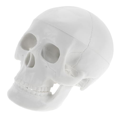 Ciieeo Mini Schädelmodell Halloween Deko Anatomisches Menschliches Schädelmodell Miniatur für Unterricht und Dekoration Detailgetreu Handlich Vielseitig Einsetzbar Ciieeo Mini Schädelmodell Halloween Deko Anatomisches Menschliches Schädelmodell Miniatur für Unterricht und Dekoration Detailgetreu Handlich Vielseitig Einsetzbar von Ciieeo