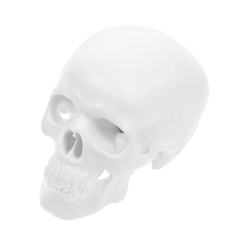 Ciieeo Miniatur Anatomisches Schädelmodell mit Abnehmbarem Unterkiefer und Schädelkappen Realistisches Menschliches Schädelmodell für Medizinische Ausbildung Kunst Halloween und von Ciieeo