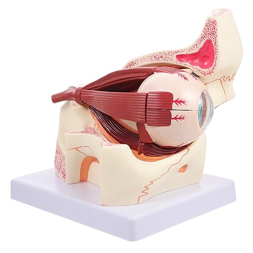 Ciieeo Modell Anatomisches Lehrinstrument zur Augenkunde Detaillierte Darstellung für Medizinische Studien Unterricht für Demonstration Ciieeo Modell Anatomisches Lehrinstrument zur Augenkunde Detaillierte Darstellung für Medizinische Studien Unterricht für Demonstration von Ciieeo