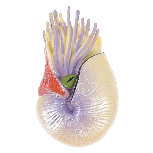 Ciieeo Nautilus Modell Simuliertes Nautilus für Zuhause Lernspielzeug Kognitiven Fähigkeiten und Kreativität Hochwertiges und Langlebiges Material Realistisches Design Ciieeo Nautilus Modell Simuliertes Nautilus für Zuhause Lernspielzeug Kognitiven Fähigkeiten und Kreativität Hochwertiges und Langlebiges Material Realistisches Design von Ciieeo