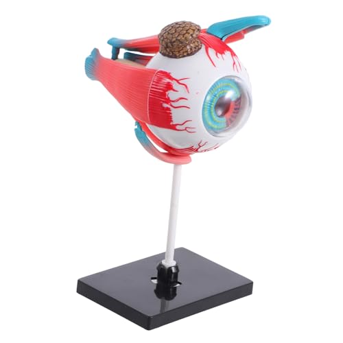 Ciieeo Organmontagemodell Kleinkindspielzeug DIY Augenmodell Gefälschter Augapfel Anatomiemodell Augapfelgeschenke Augapfel Orbitalmodell Menschliches Modell Menschliches Ciieeo Organmontagemodell Kleinkindspielzeug DIY Augenmodell Gefälschter Augapfel Anatomiemodell Augapfelgeschenke Augapfel Orbitalmodell Menschliches Modell Menschliches von Ciieeo