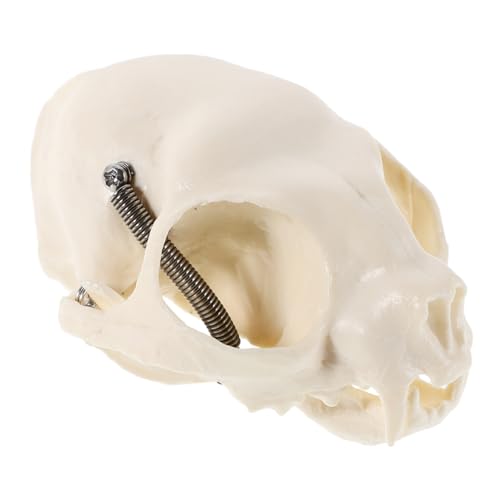 Ciieeo Realistisches Katzen Schädel Skelett Anatomisches Modell für Lehrzwecke und Halloween Dekoration Präzise Langlebig für Sammler und Bildungszwecke Ciieeo Realistisches Katzen Schädel Skelett Anatomisches Modell für Lehrzwecke und Halloween Dekoration Präzise Langlebig für Sammler und Bildungszwecke von Ciieeo