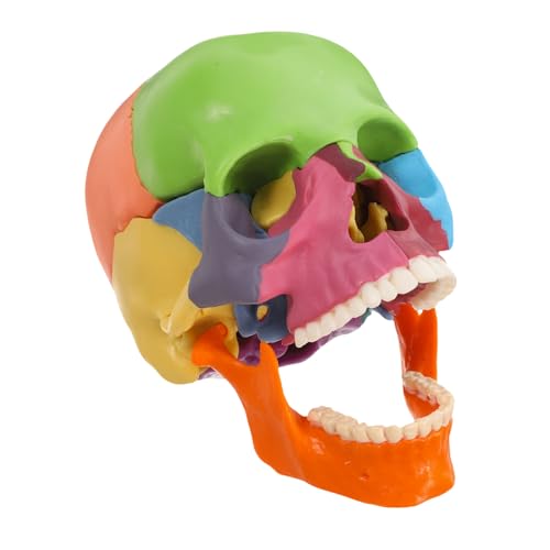 Ciieeo Schädelmodell Anatomie Lernhilfen Schädelskulptur Schädel Für Anatomiestudenten Schädel Requisite Gehirnmodell Realistischer Menschlicher Schädelkopf Schädelkopf Für Die Ciieeo Schädelmodell Anatomie Lernhilfen Schädelskulptur Schädel Für Anatomiestudenten Schädel Requisite Gehirnmodell Realistischer Menschlicher Schädelkopf Schädelkopf Für Die von Ciieeo