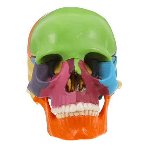 Ciieeo Schädelmodell Schädelsmodell Anatomiemodell Anatomisches Modell Medizinisches Modell Medizinstudium Modell -Requisite mit menschlichem Schädelstamm Plastik von Ciieeo