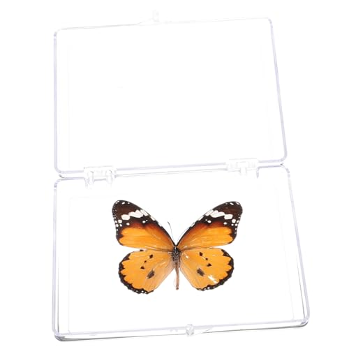 Ciieeo Schmetterlings-Exemplar Schmetterlingsnetz Schmetterlings-Souvenir Kinderzimmerdeko für Mädchen Neonlicht insektenbox insekten box Heimdekoration Exquisite Wanddekoration Plastik Ciieeo Schmetterlings-Exemplar Schmetterlingsnetz Schmetterlings-Souvenir Kinderzimmerdeko für Mädchen Neonlicht insektenbox insekten box Heimdekoration Exquisite Wanddekoration Plastik von Ciieeo