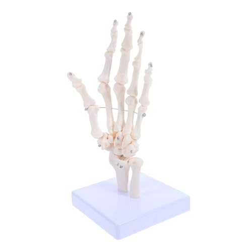 Ciieeo Skelettmodell Menschliches Gelenkmodell Skelettunterrichtsmodell Knochenmodell Gelenksimulationsmodell Lernmodell Anatomie Figur gemeinsames Modell PVC Weiß Ciieeo Skelettmodell Menschliches Gelenkmodell Skelettunterrichtsmodell Knochenmodell Gelenksimulationsmodell Lernmodell Anatomie Figur gemeinsames Modell PVC Weiß von Ciieeo