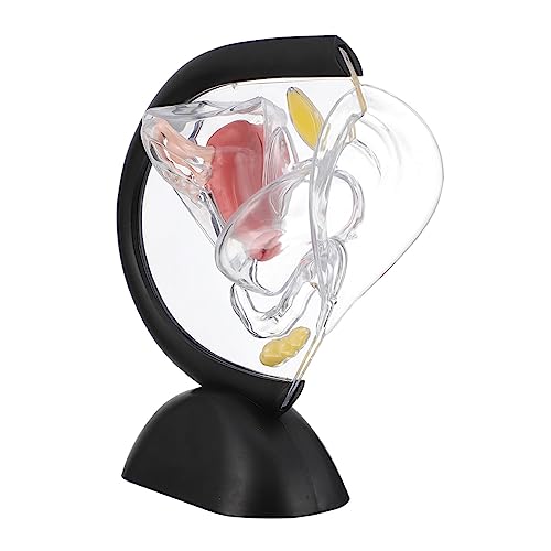 Ciieeo Transparentes Uterus-modell Struktur Teile Menschliches Modell Sichtbar Menschliches Organmodell Orgelmodell Menschliches Anatomie -modell Weibliches Anatomisches Modell Pvc Ciieeo Transparentes Uterus-modell Struktur Teile Menschliches Modell Sichtbar Menschliches Organmodell Orgelmodell Menschliches Anatomie -modell Weibliches Anatomisches Modell Pvc von Ciieeo