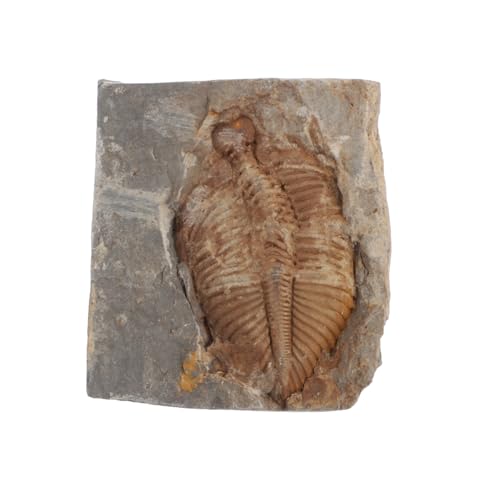 Ciieeo Trilobiten Sammlung Echtes für Bildung und Dekoration Einzigartiges Sammlerstück aus Natürlichem Material für Lehrzwecke Schreibtisch Dekoration von Ciieeo